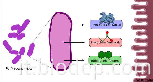 Propionibacterium Freudennreichii4